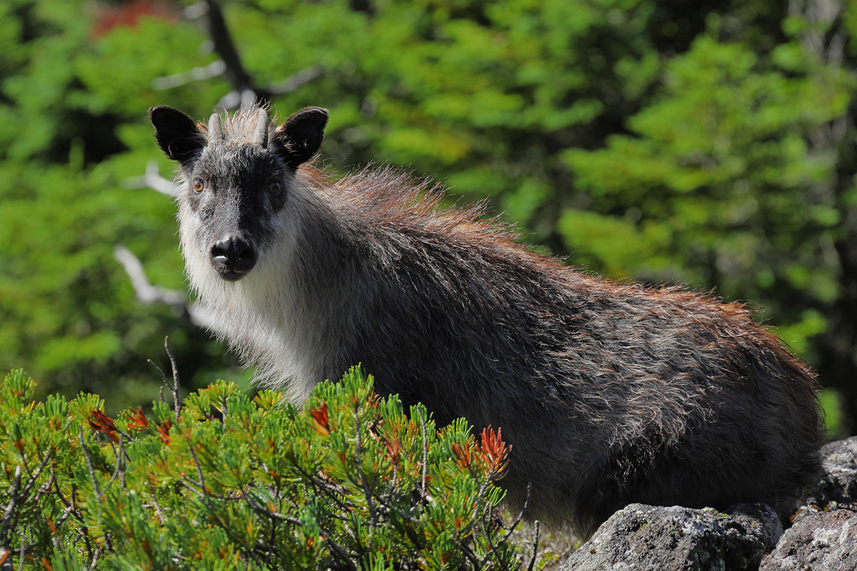 大雨の影響 北八ヶ岳 北横岳ヒュッテ