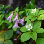 初夏から盛夏へ