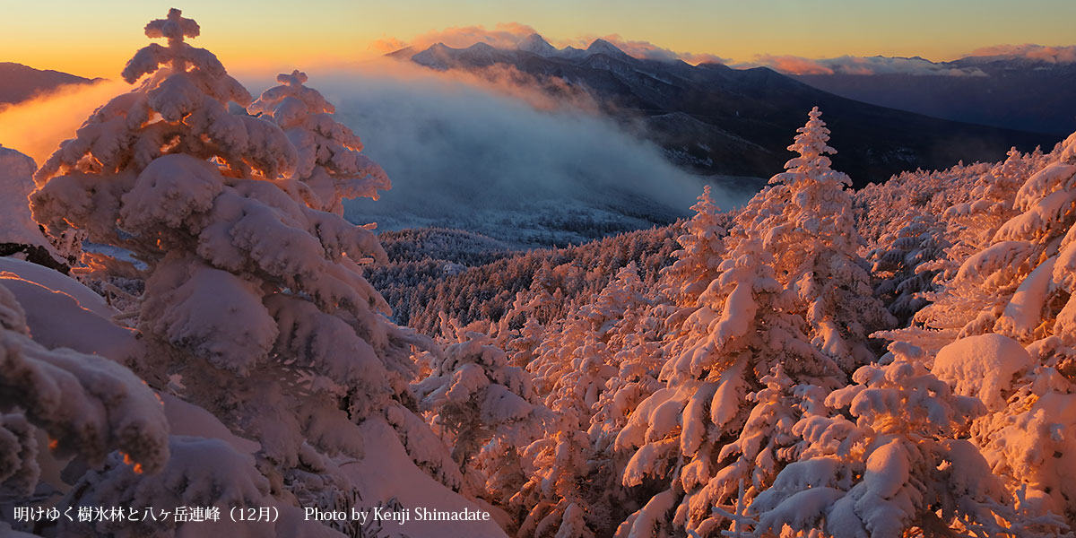 202512sd2_明けゆく樹氷林と八ヶ岳連峰(12月23日撮影)