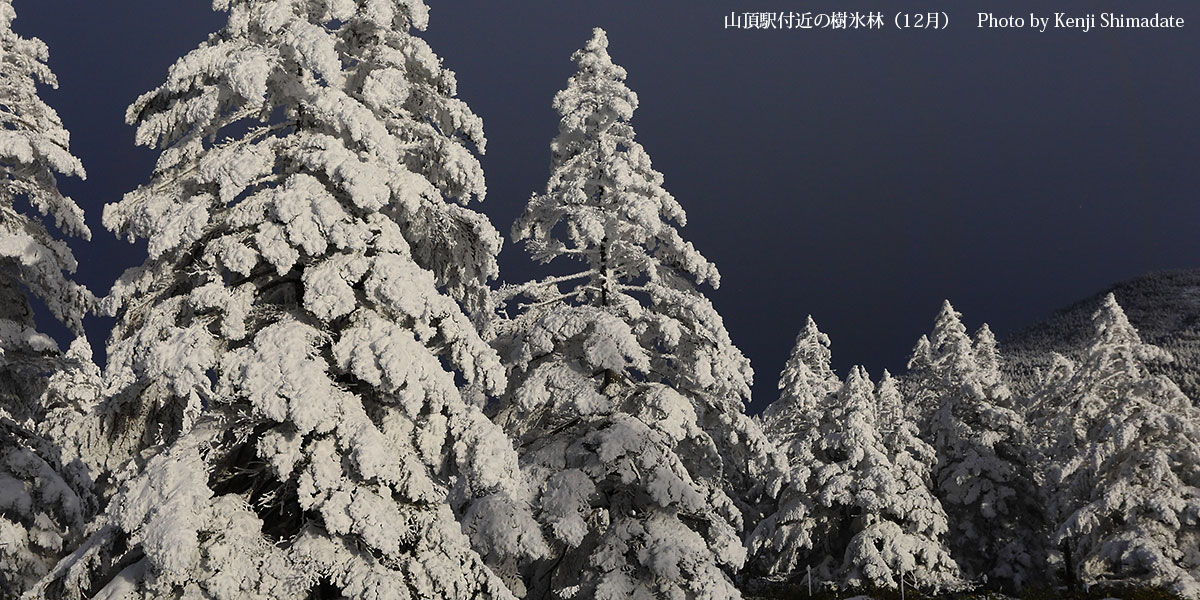 202512sd5_山頂駅付近の樹氷林(12月18日撮影)