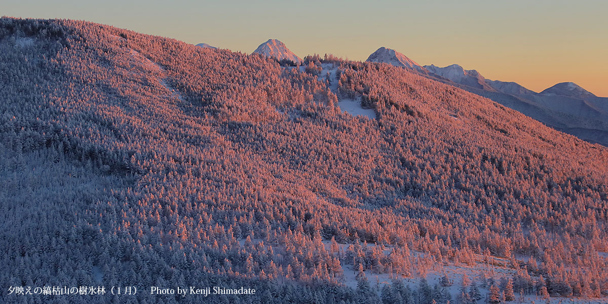 202601sd2_夕映えの縞枯山の樹氷林(1月8日撮影)
