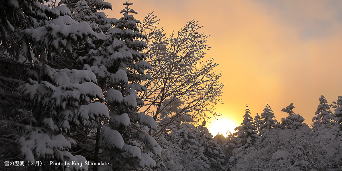 202602sd4_雪の翌朝(2月26日撮影)