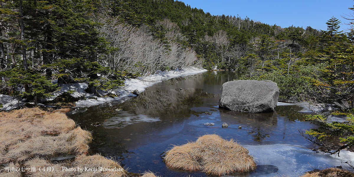 202604sd2_雪消の七ッ池(4月27日撮影)
