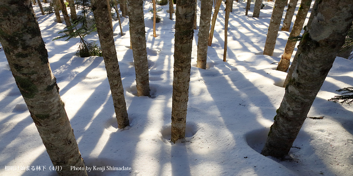 202604sd5_根明け始まる林下(4月2日撮影)