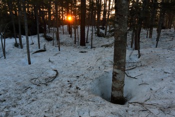 朝陽と残雪の林下　Photo by Kenji Shimadate